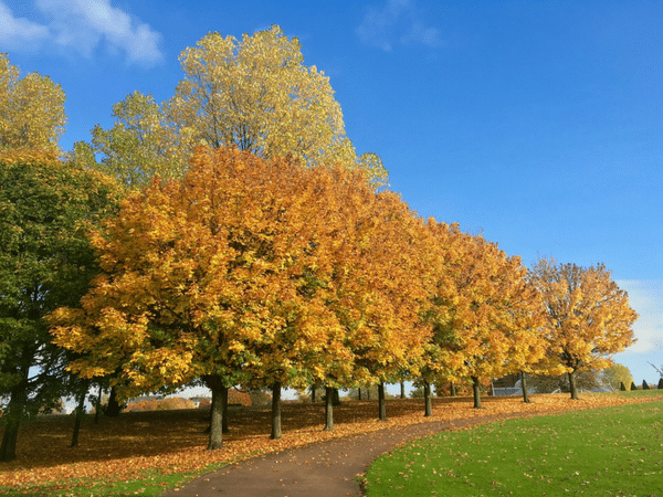 Best Areas Of Glasgow To Live Park