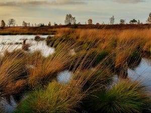 Removal Services Scotland RSPB Wetland Wander
