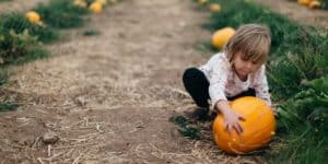 Little Girl Picking a Pumpkin on a Pumpkin Patch